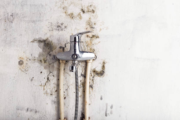 Trusted Rio Vista, CA Mold Removal Experts
