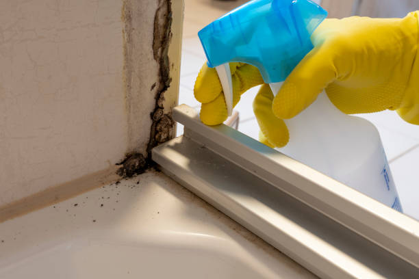 Best Attic Mold Removal  in Rio Vista, CA