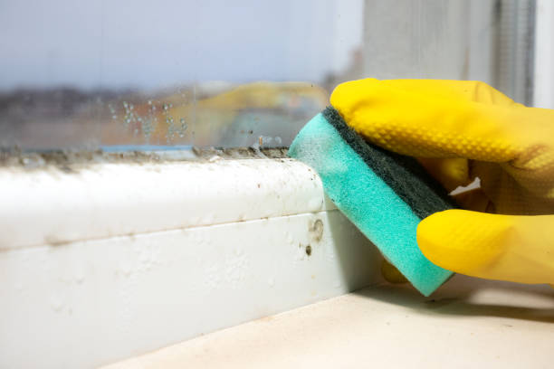 Best Toxic Mold Removal  in Rio Vista, CA