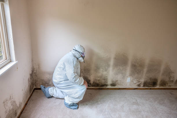 Best Attic Mold Removal  in Rio Vista, CA